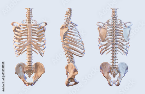 Human skeleton vertebrae anatomy. Spine, vertebral, rib cage, hip, sacrum bones, lateral and anterior view. 3D illustration