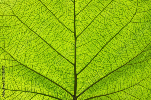 Extreme close up texture of green leaf veins