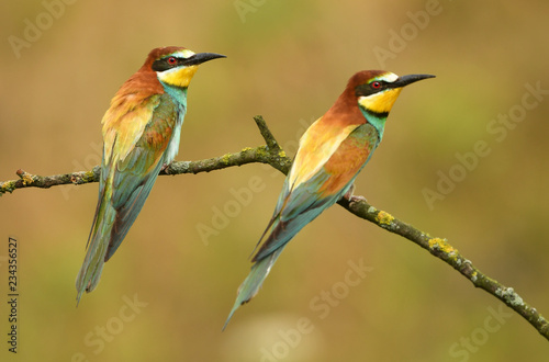 European bee eater (Merops apiaster)