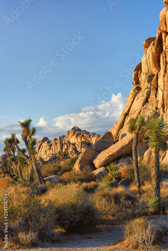 Joshua Trees grow against a backdrop of a small hill in the desert of Joshua Tree National Park in Twentynine Palms, CA at sunset.