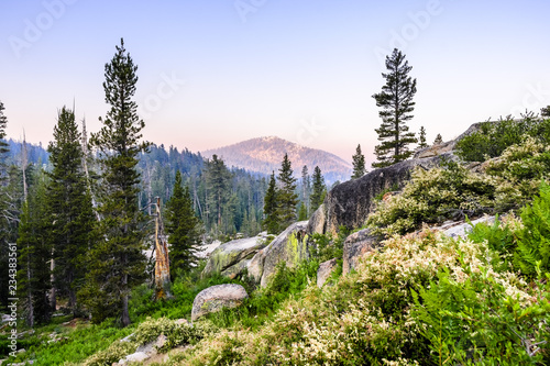 Morning view of pine forests and wildflowers in Yosemite National Park; light smoke from Ferguson Fire visible in the air; Sierra Nevada mountains, California