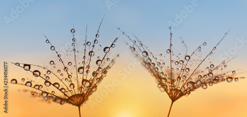 Water drops on a dandelion seeds close up. Morning dew at sunrise. Nature background.