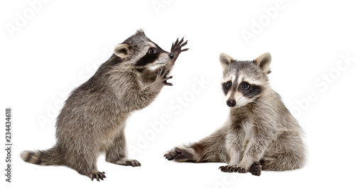 Two funny raccoons isolated on white background