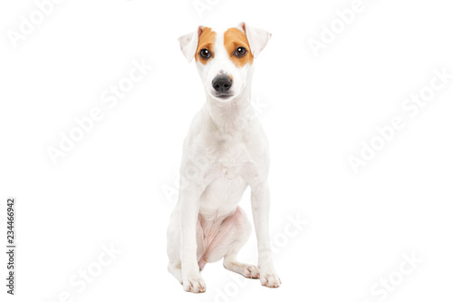 Cute young dog Jack Russell terrier isolated on white background