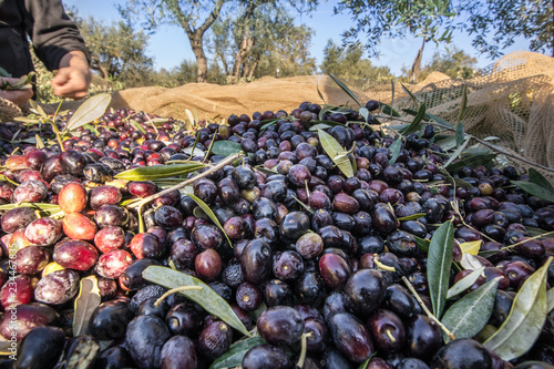Close up of picked olives from Harvest In Italy