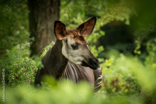 Okapi (Okapia johnstoni), forest giraffe or zebra giraffe, artiodactyl mammal native to jungle or tropical forest, Congo, Central Africa, beautiful animal with white stripes in green leaves, portrait