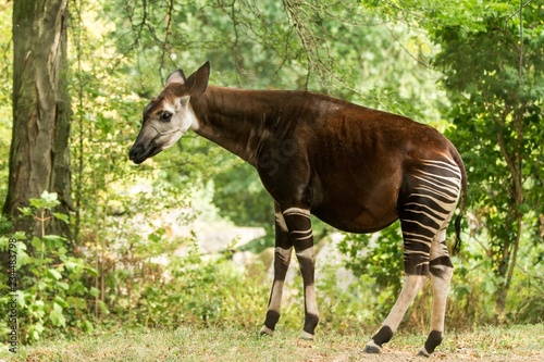 Okapi (Okapia johnstoni), forest giraffe, artiodactyl mammal native to jungle or tropical forest, Congo, Central Africa, beautiful animal with white stripes in green leaves, whole body