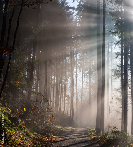 Chemin forestier traversant une forêt de sapin dans le brouillard