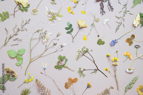 Various dried flowers and leaves on pastel background. Flat lay.