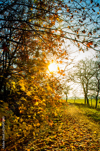 autumn walk in the sun