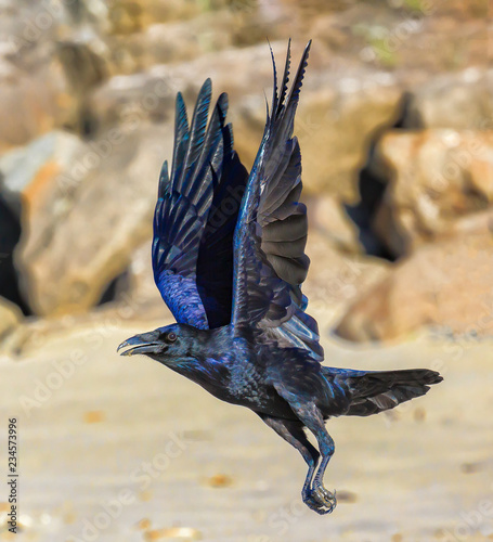 wings perpendicular flying raven on beach