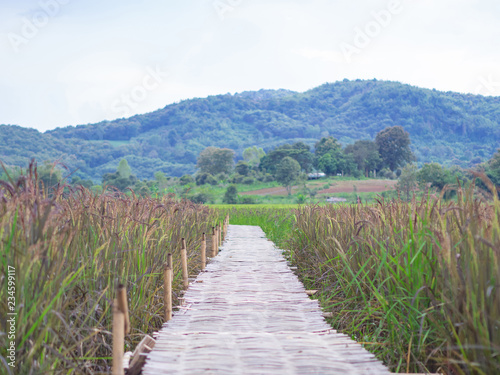 The bamboo bridge across rice fields.