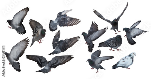 twelve isolated on white dark grey pigeons