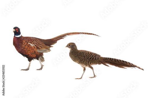 male and female pheasant