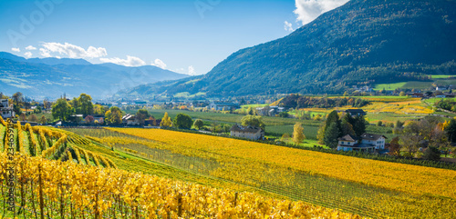 Vigne colorate di giallo nella valle Isarco a Bressanone
