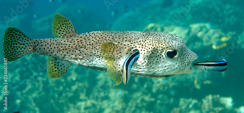 FIFO, porcupine pufferfish (diodon hystrix) being cleaned by two cleaner fish (labroides dimidiatus) at cleaning station , Bali, Indonesia