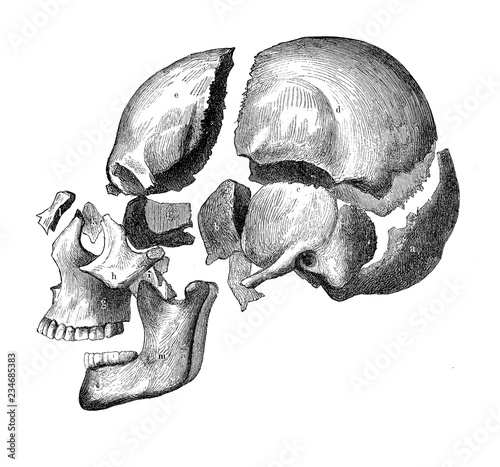 Vintage illustration of anatomy, skull with jaw and teeth, bone decomposition view