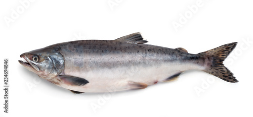 Fresh atlantic salmon fish