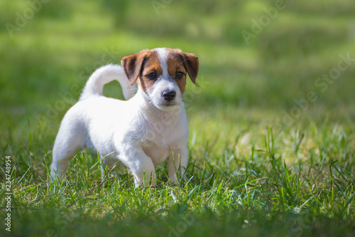 funny puppy Jack Russell Terrier runs on a summer lawn
