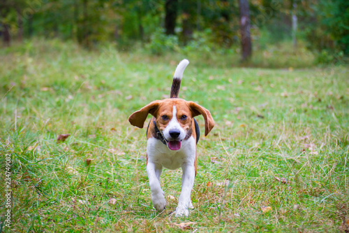 red beagle runs along the path in the autumn park