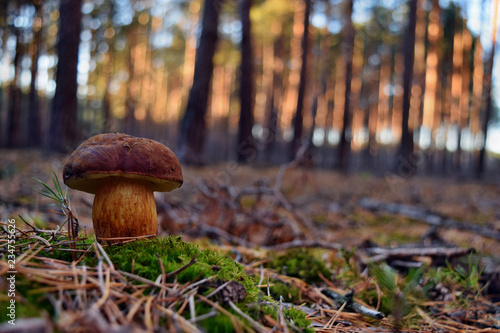 Xerocomus badius edible mushroom