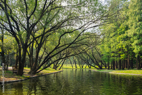 Green trees and lake in Shanghai gongqing forest park in autumn