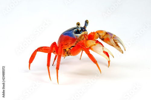 Harlekinkrabbe (Cardisoma armatum) - rainbow crab