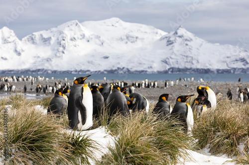 A colony of king penguins on Salisbury Plain on South Georgia in Antarctica