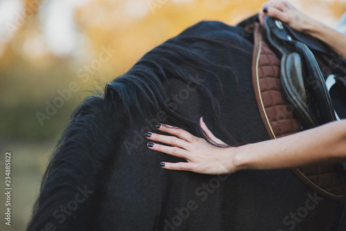 Partial view of woman hands patting the horse