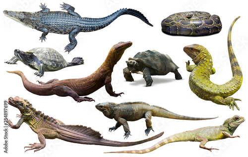 collection of reptiles