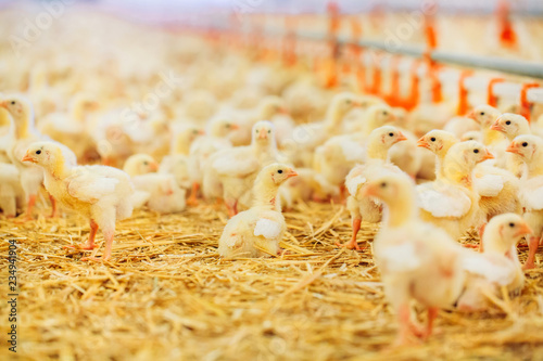 Indoors chicken farm, chicken feeding