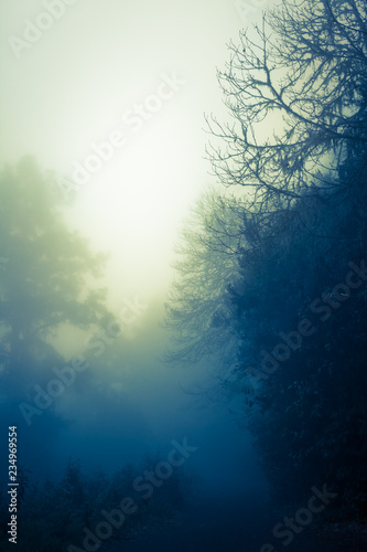 Enchanted Dawn Sky at Dark Wood / Silhouette of trees in dark, misty, mysterious forest, bright shine at horizon (copy space)