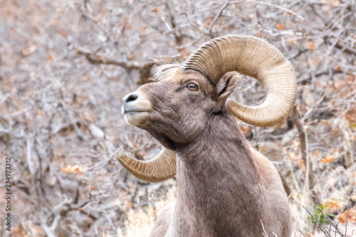 Bighorn Sheep Ram Close Up