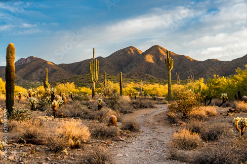 Morning light in the Sonoran desert in Scottsdale, Arizona