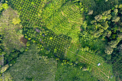 Top down aerial view of deforestation removing rainforest for palm oil plantations