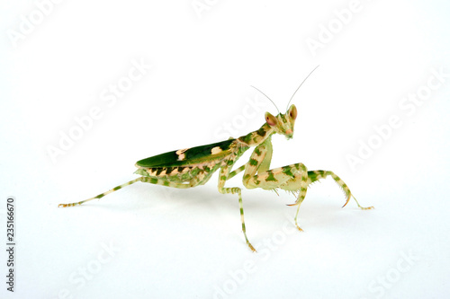 Asiatische Blütenmantis (Creobroter gemmatus) - jeweled flower mantis