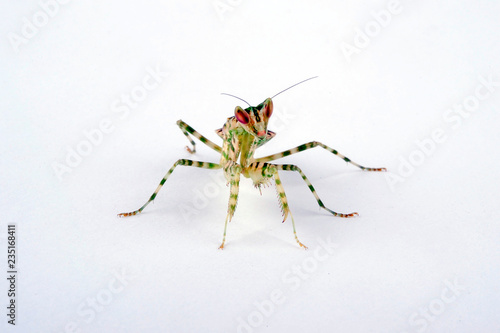 Asiatische Blütenmantis (Creobroter gemmatus) - jeweled flower mantis