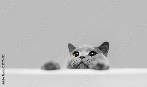 Playful grey purebred cat peeking out.