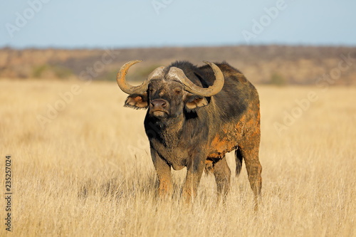 An African buffalo (Syncerus caffer) in open grassland, Mokala National park, South Africa.