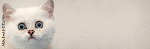 Web banner for the site - the head of a white kitten with blue eyes on a soft background, copy space for your text.