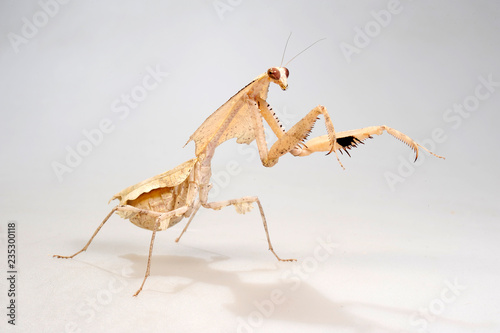 Totes Blatt (Deroplatys trigonodera) - dead leaf mantis