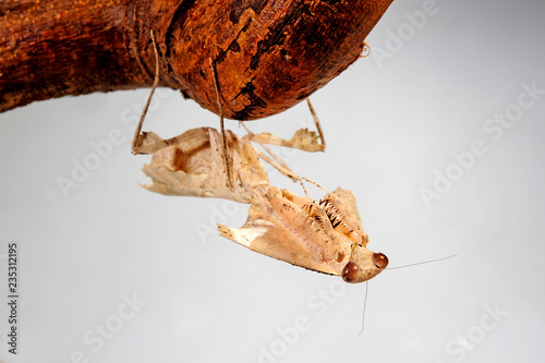 Totes Blatt (Deroplatys trigonodera) - dead leaf mantis