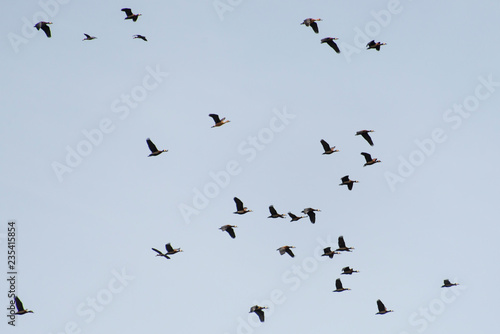 Dendrocygne veuf,.Dendrocygna viduata, White faced Whistling Duck, Parc national des oiseaux du Djoudj, Sénégal