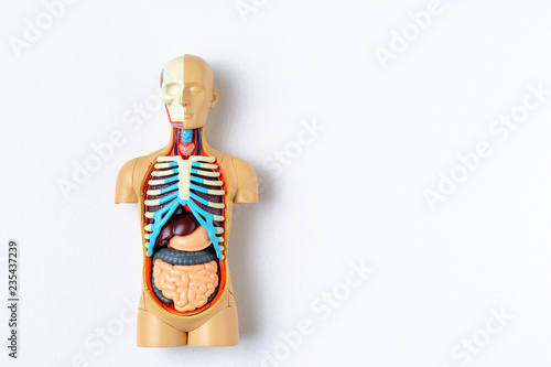 Plastic man dummy with internal organs on a white background with copy space. Teaching model of the human body