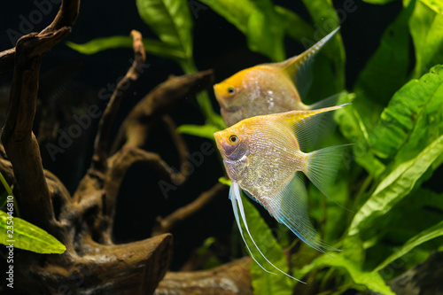 angelfish - Pterophyllum scalare