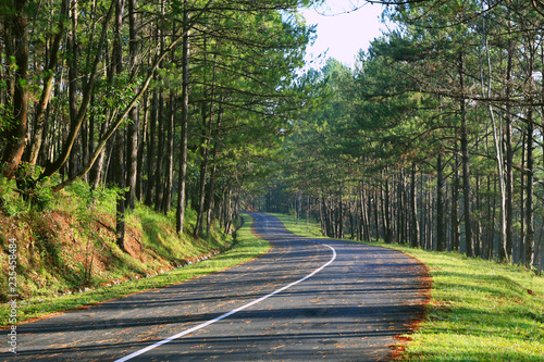 Beautiful road through pine forest