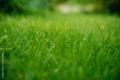 Background of a green grass. Green grass texture