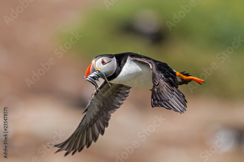 Atlantic puffin flying with his beak full of sandeel - Farne Islands - England - United Kingdom