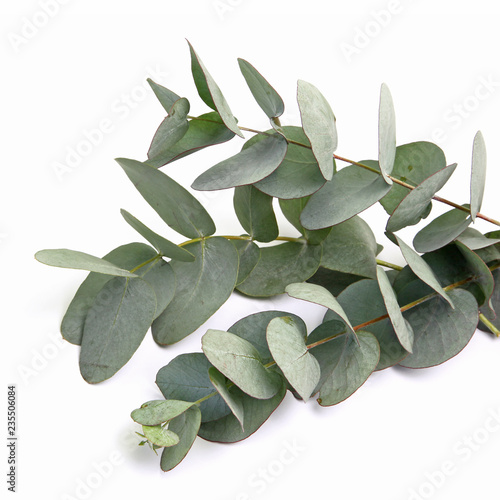 Feuilles d'eucalyptus gunnii