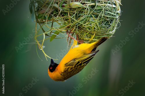 African southern masked weaver, Ploceus velatus, build the green grass nest. Yellow birds with black head with red eye, animal behaviour in the habitat. Wildlife scene from nature, Etosha NP, Namibia.